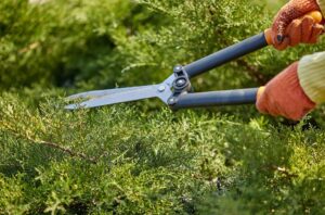 Best Lawn Care Service​ in Fort Bragg CA