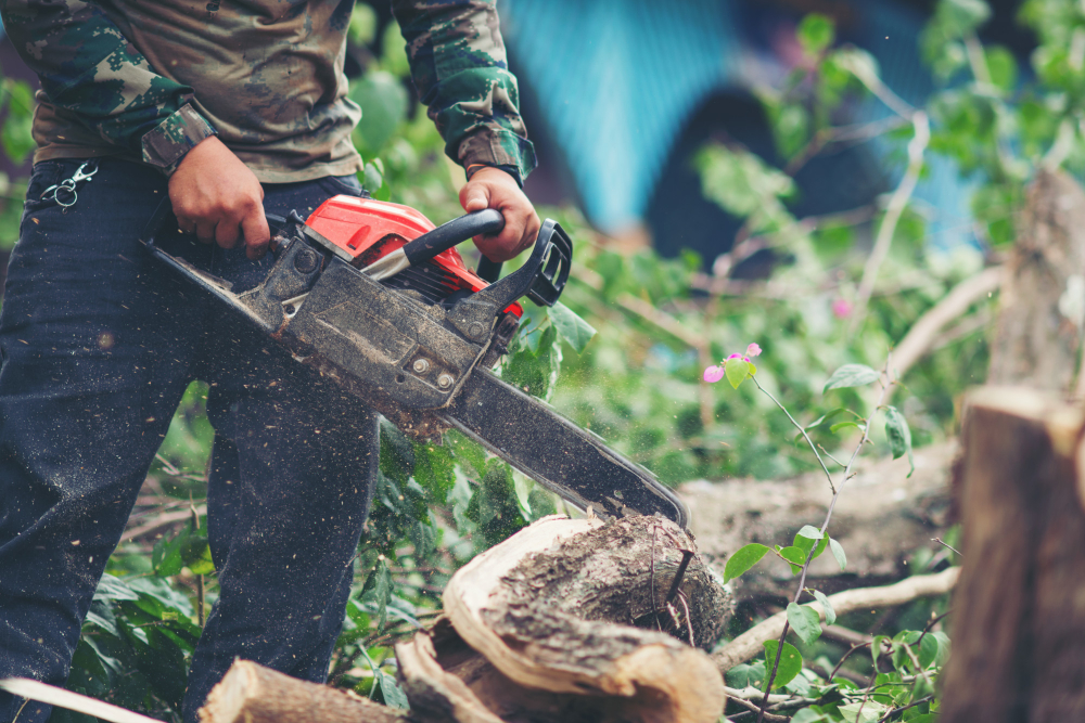 Expert Tree Removal Services in Bragg, CA