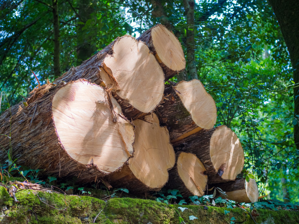 Best Tree Removal Services in Bragg, CA