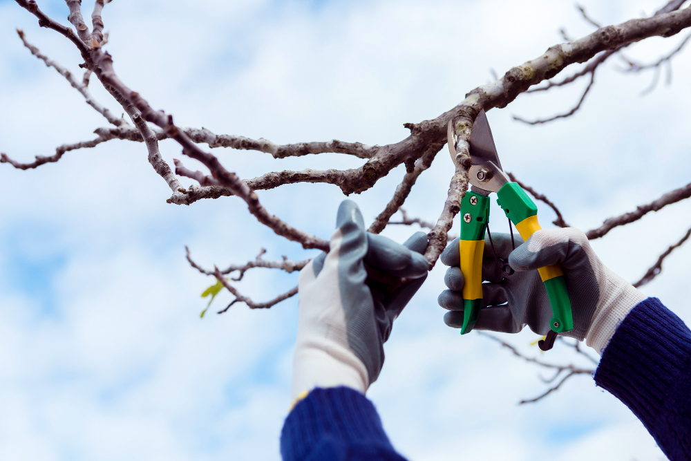 Professional Tree Pruning Services In Fort Bragg, CA
