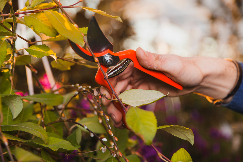 Best Professional Tree Pruning Services In Fort Bragg, CA