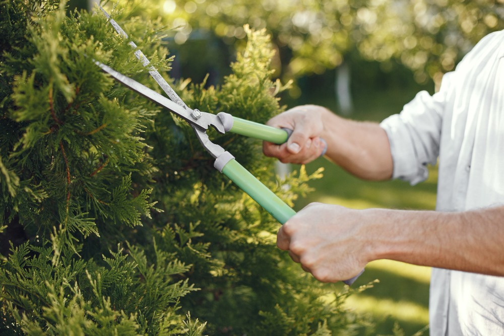 Best Affordable Tree Trimming Services In Fort Bragg, CA