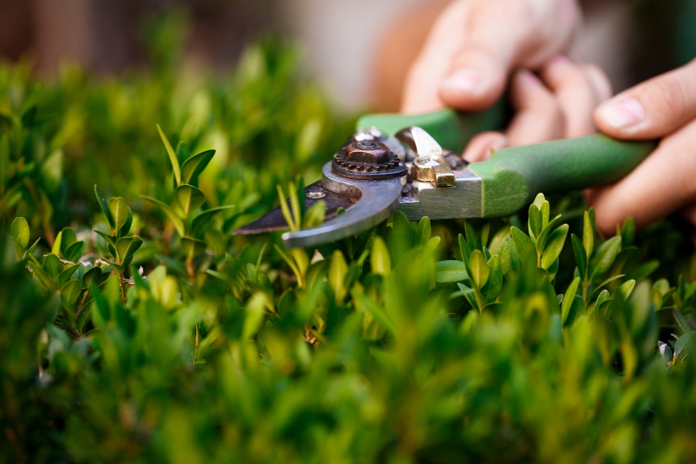 Affordable Tree Trimming Services In Fort Bragg, CA