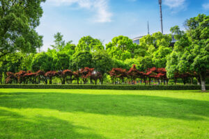 Best Tree Removal Services in Fort Bragg, CA