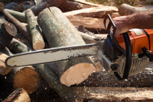 How to Choose Affordable Tree Removal Services in Fort Bragg, CA