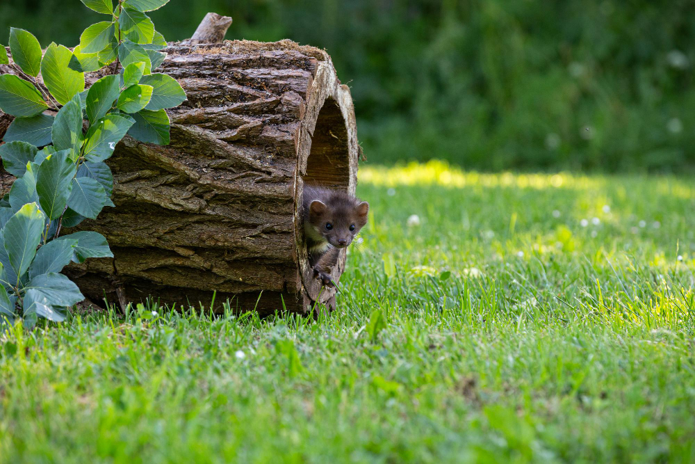 Tree Removal Services in Fort Bragg, CA