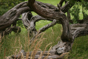 Tree Removal Services in Fort Bragg, CA