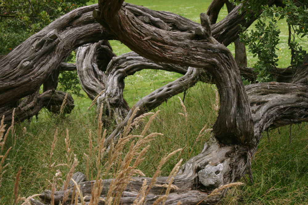 Tree Removal Services in Fort Bragg, CA
